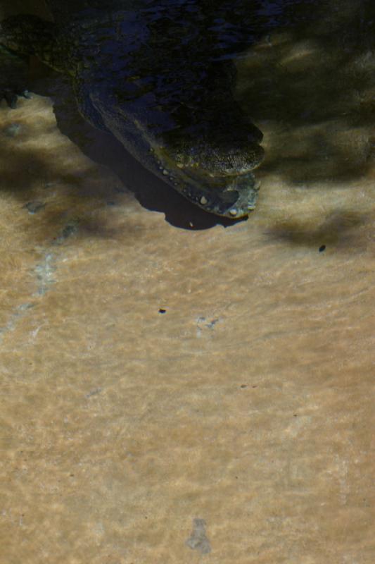 2007-06-18 11:57:20 ** Utah, Zoo ** Krokodil.