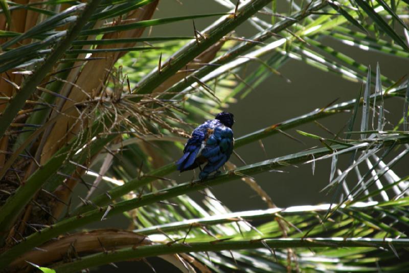 2007-06-18 12:05:06 ** Utah, Zoo ** Blauer Vogel in einer Palme.