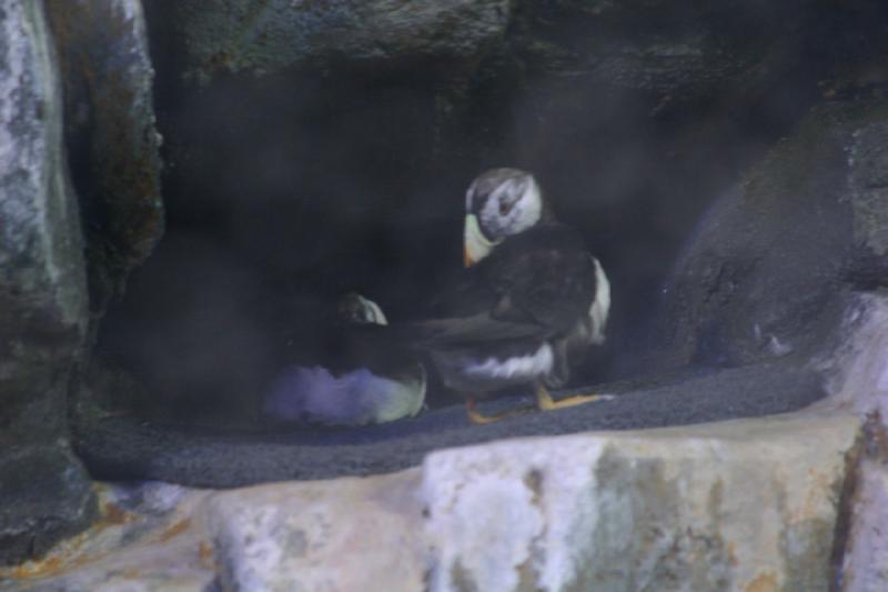 2007-10-13 12:35:34 ** Aquarium, Kalifornien, Zoo ** Diese Vögel können tauchen, haben aber grade bei unserem Besuch eine Pause gemacht.