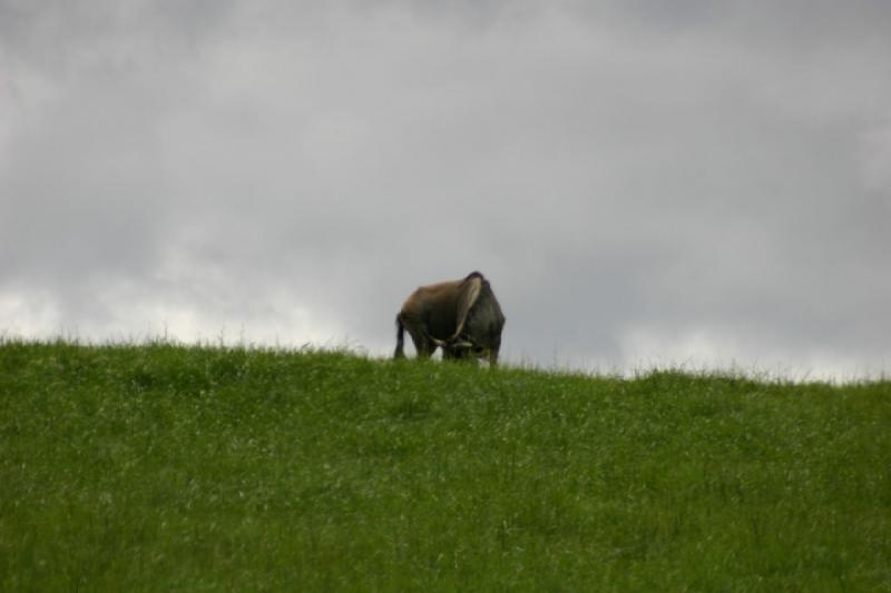 2005-05-07 14:14:32 ** Oregon, Roseburg, Zoo ** Gnu or Wildebeest.