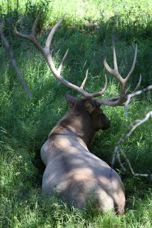 2008-08-16 14:13:44 ** Hirsch, Yellowstone Nationalpark ** 