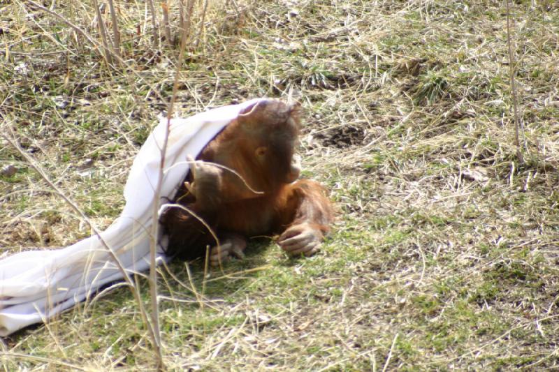 2007-03-11 13:18:56 ** Utah, Zoo ** Orang-Utan.