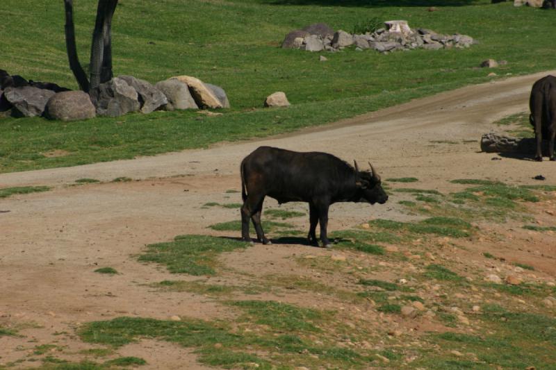 2008-03-21 10:55:48 ** San Diego, San Diego Zoo's Wild Animal Park ** 