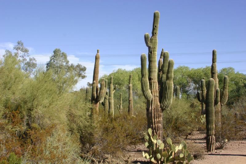 2007-10-27 13:54:36 ** Botanischer Garten, Kaktus, Phoenix ** Saguaro-Kakteen.