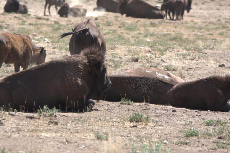 2014-08-15 11:42:04 ** Antelope Island, Bison, Utah ** 