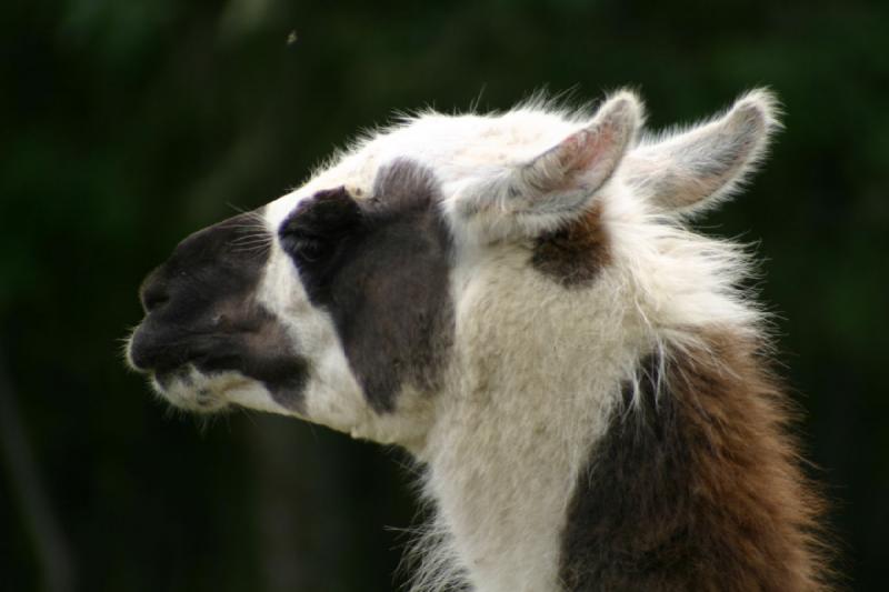 2005-05-07 14:44:14 ** Oregon, Roseburg, Zoo ** Lama.