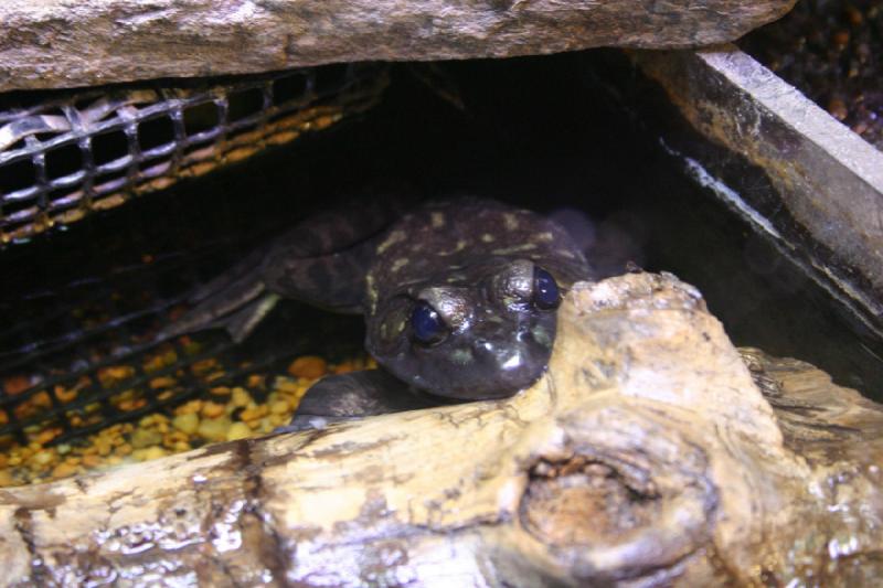 2007-12-15 12:44:24 ** Aquarium, Utah, Zoo ** Amerikanischer Ochsenfrosch (Rana catesbeiana).