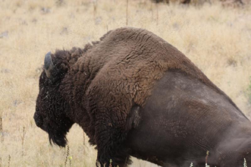 2013-08-24 15:45:19 ** Antelope Island, Bison, Utah ** 2013-08-24 15:45:19 ** Antelope Island, Bison, Utah **
