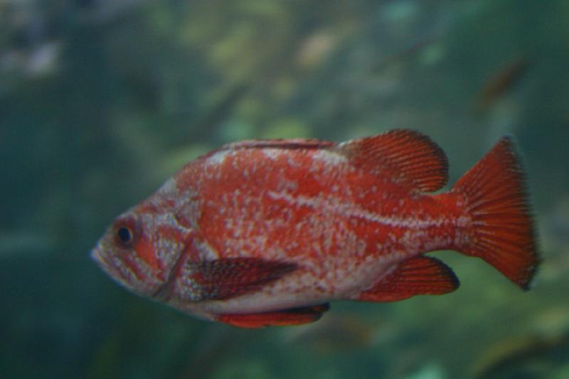 2007-09-01 10:54:50 ** Aquarium, Seattle ** Roter Fisch im Aquarium von Seattle.