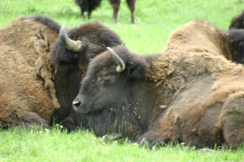 2005-05-07 14:31:55 ** Oregon, Roseburg, Zoo ** Buffalo.