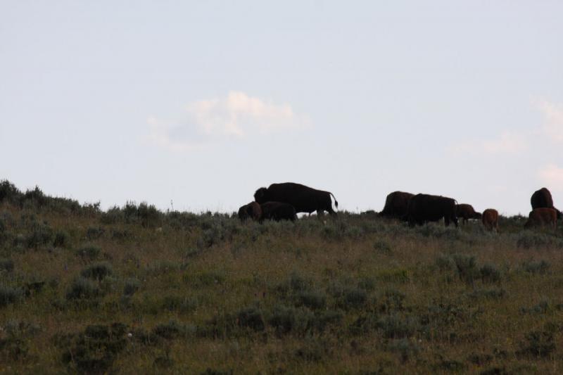 2009-08-04 17:01:42 ** Bison, Yellowstone National Park ** 