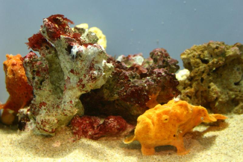 2007-10-13 13:05:44 ** Aquarium, California, Zoo ** Corals and an orange fish.