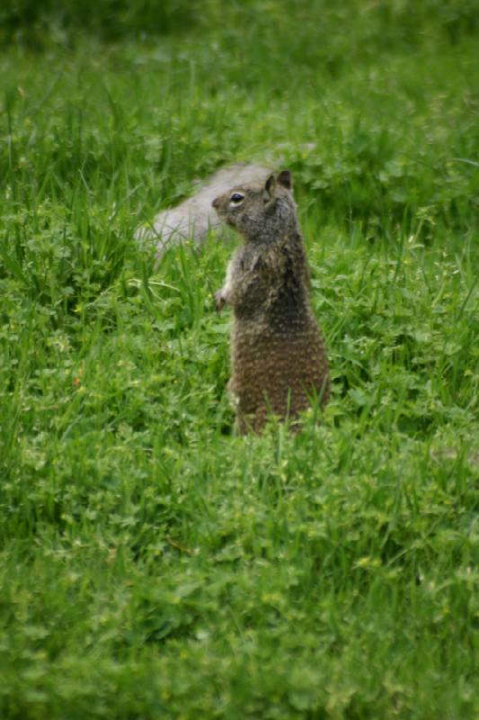 2005-05-07 15:02:36 ** Oregon, Roseburg, Zoo ** Ein weiteres Hörnchen untersucht die Umgebung.