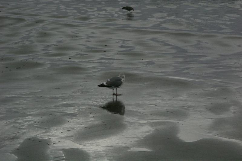 2006-01-28 15:22:46 ** Oregon, Seaside ** This seagull appears to have no clue where it actually wants to go.