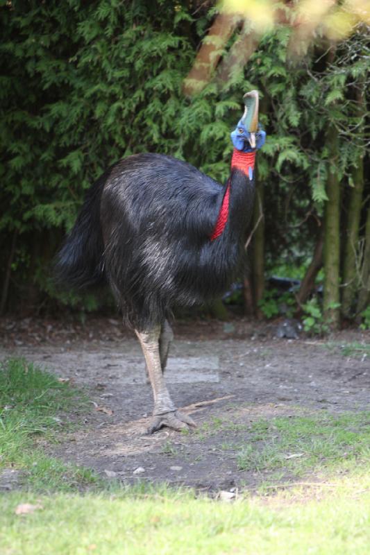 2010-04-13 16:29:01 ** Deutschland, Walsrode, Zoo ** 