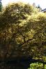 Tree inside the Japanese Garden.