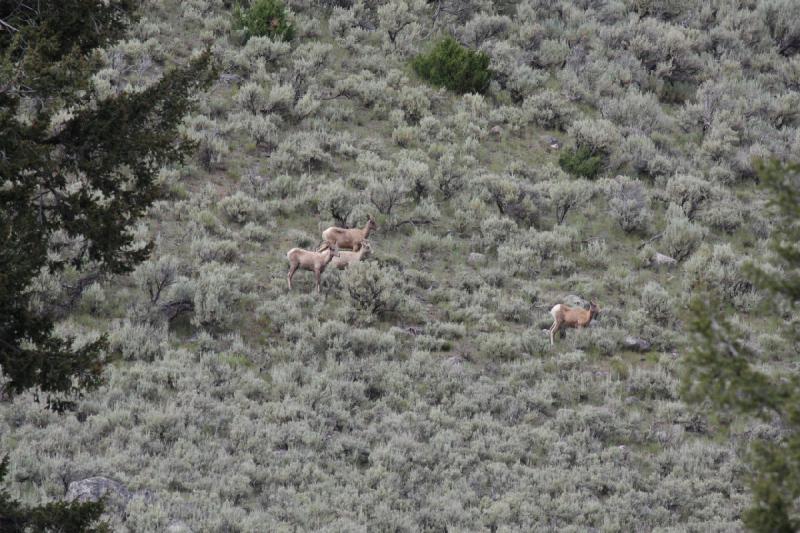 2009-08-05 15:34:46 ** Yellowstone Nationalpark ** 