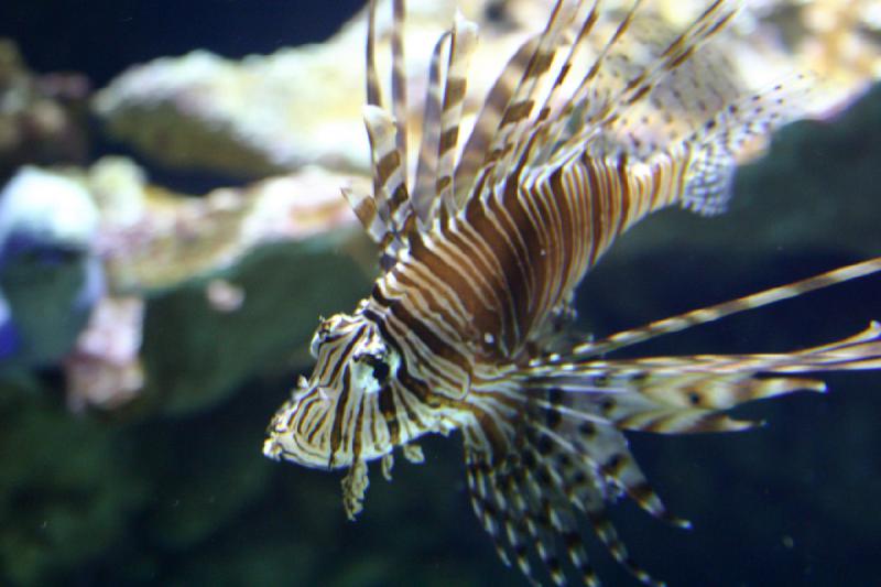 2007-10-13 12:55:22 ** Aquarium, California, Zoo ** Lionfish. 2007-10-13 12:55:22 ** Aquarium, California, Zoo ** Lionfish.