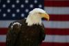 Weißkopfseeadler vor der Flagge der USA.