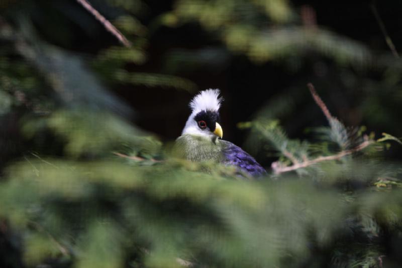 2010-04-13 14:02:15 ** Deutschland, Walsrode, Zoo ** 