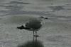 Möwe am Strand von Seaside, Oregon.