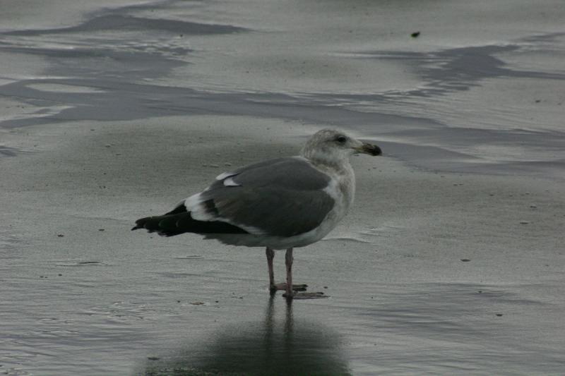 2006-01-28 15:23:42 ** Oregon, Seaside ** Seagull at the beach in Seaside, Oregon.