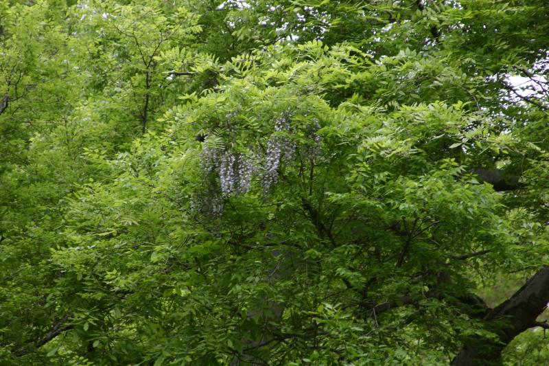 2006-05-08 14:12:00 ** New York ** Blüten im 'Central Park'.