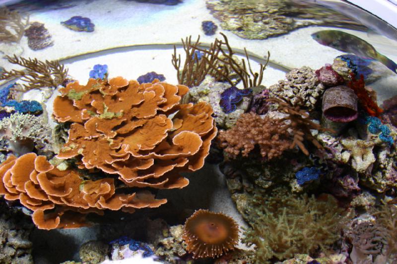 2007-10-13 12:50:36 ** Aquarium, California, Zoo ** Corals. 2007-10-13 12:50:36 ** Aquarium, California, Zoo ** Corals.