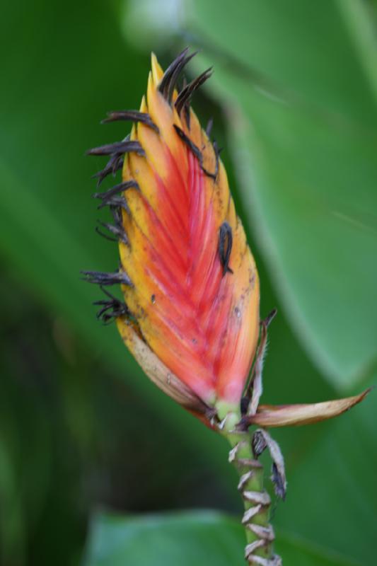 2011-11-27 11:54:29 ** Botanischer Garten, Hawaiʻi, Kauaʻi ** 