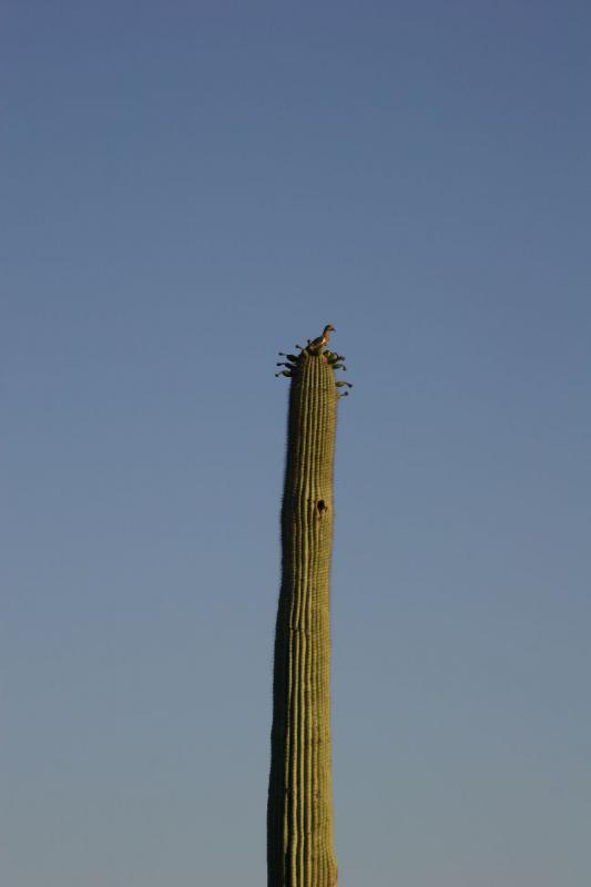 2006-06-17 18:38:24 ** Botanischer Garten, Kaktus, Tucson ** Taube auf einem Saguaro-Kaktus.