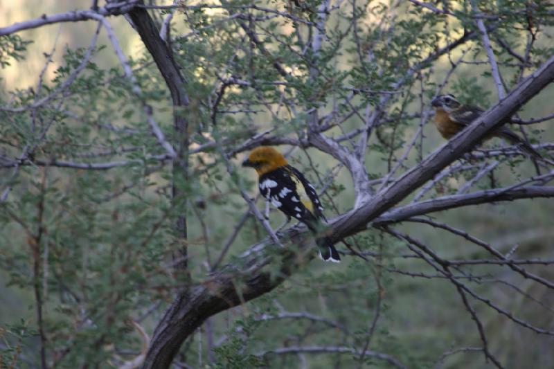 2006-06-17 18:24:40 ** Botanischer Garten, Tucson ** Vogel in der grossen Voliere.