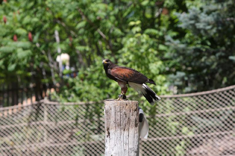 2011-07-15 13:03:42 ** Utah, Zoo ** 