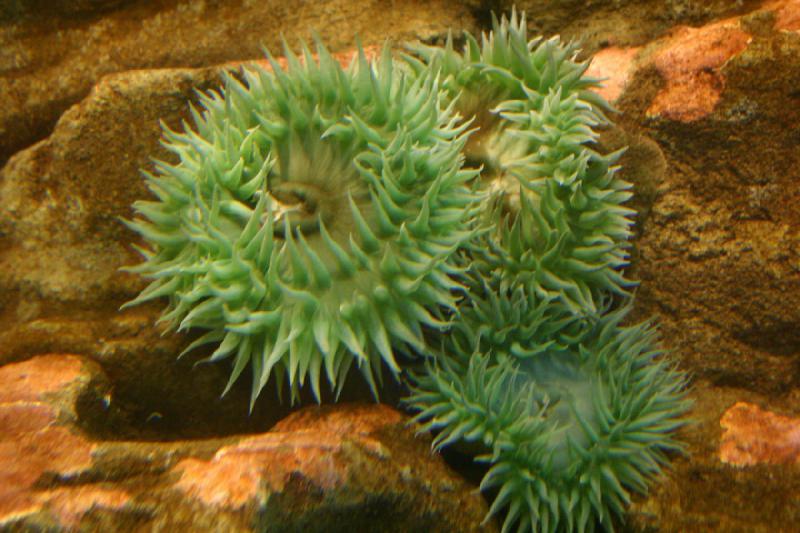 2007-09-01 11:01:28 ** Aquarium, Seattle ** Seeanemone.