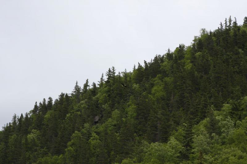 2012-06-21 15:33:11 ** Alaska, Kreuzfahrt, Skagway, Weißkopfseeadler ** 