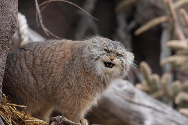 2012-03-25 14:18:09 ** Utah, Zoo ** 