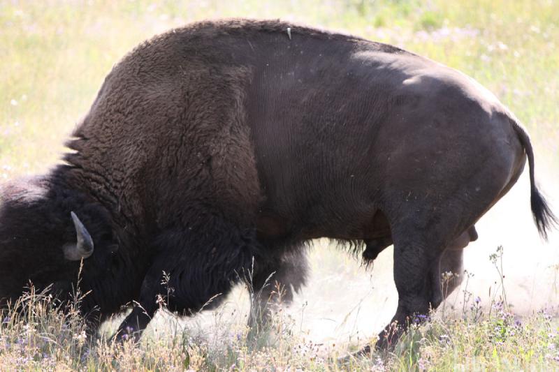 2008-08-15 17:16:42 ** Bison, Yellowstone Nationalpark ** 