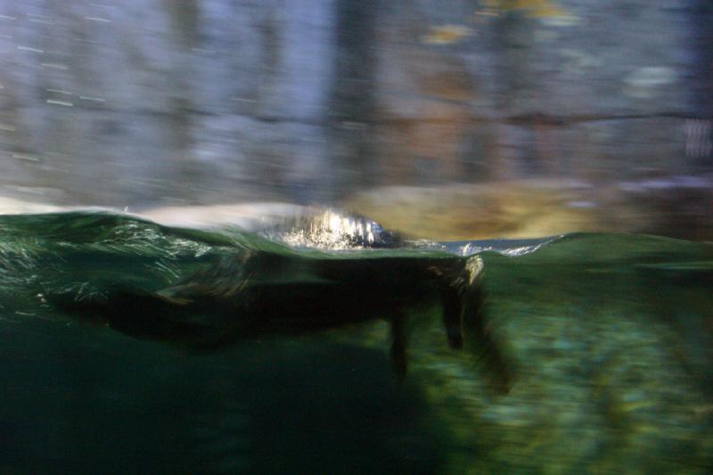 2007-10-13 10:51:48 ** Aquarium, Kalifornien, Zoo ** Seeotter.