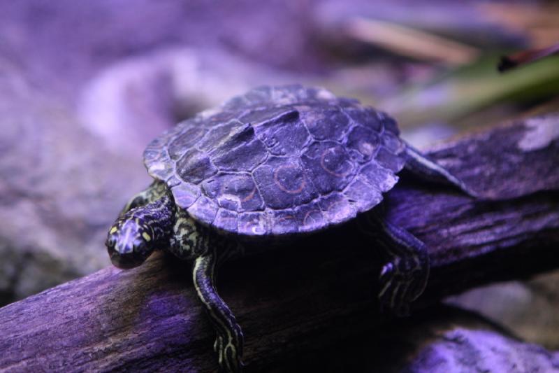 2014-03-12 14:37:07 ** Chicago, Illinois, Shedd Aquarium ** 