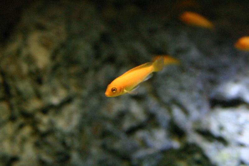 2005-08-25 15:42:11 ** Aquarium, Berlin, Deutschland, Zoo ** Oranger Fisch.