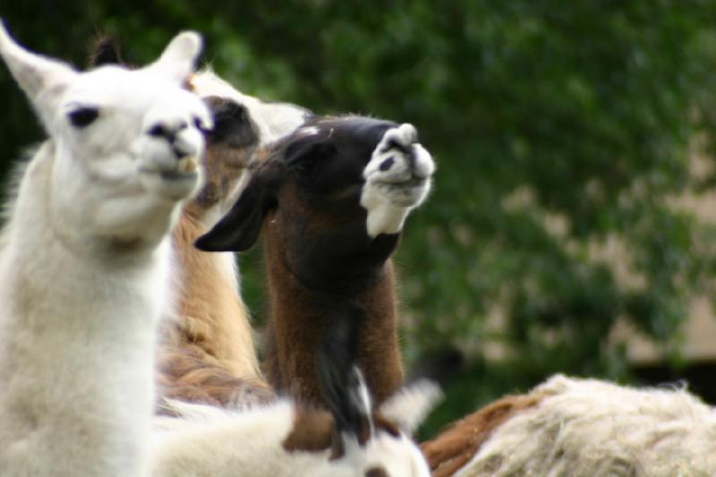 2005-05-07 14:43:21 ** Oregon, Roseburg, Zoo ** Llamas.