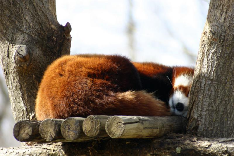 2007-03-11 14:15:40 ** Utah, Zoo ** Kleiner Panda oder Katzenbär.