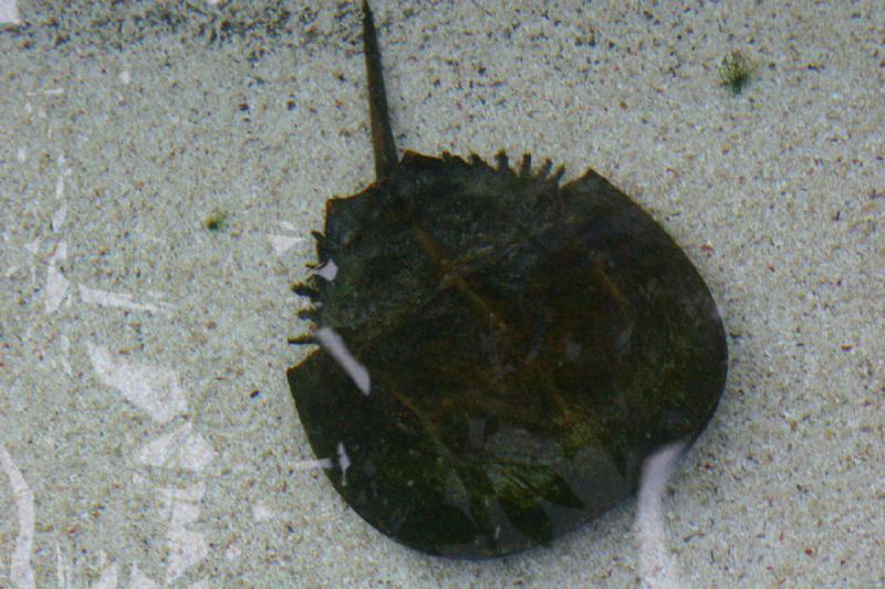 2007-10-13 11:15:54 ** Aquarium, California, Zoo ** Horseshoe crab. 2007-10-13 11:15:54 ** Aquarium, California, Zoo ** Horseshoe crab.