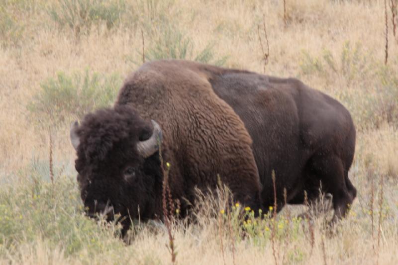 2013-08-24 15:38:18 ** Antelope Island, Bison, Utah ** 