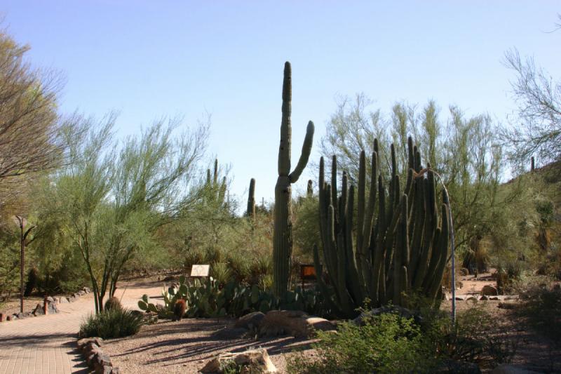 2007-10-27 13:52:10 ** Botanischer Garten, Kaktus, Phoenix ** In der Mitte ein Saguaro-Kaktus und rechts daneben ein Orgelpfeifenkaktus.