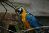 Blue-and-yellow Macaw.