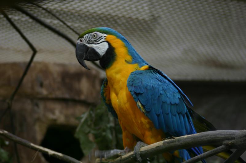 2005-08-24 13:44:38 ** Berlin, Deutschland, Zoo ** Gelbbrustara.