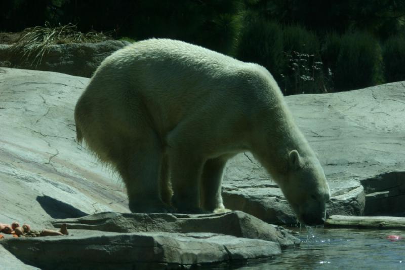 2008-03-20 12:42:30 ** San Diego, Zoo ** Polar Bear.