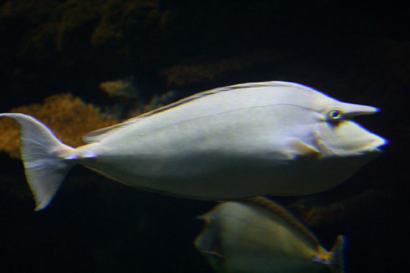 2007-09-01 11:22:12 ** Aquarium, Seattle ** Nasendoktorfisch.