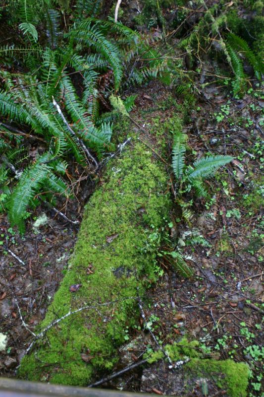 2006-01-28 17:24:10 ** Oregon ** One of the roots of the large tree.