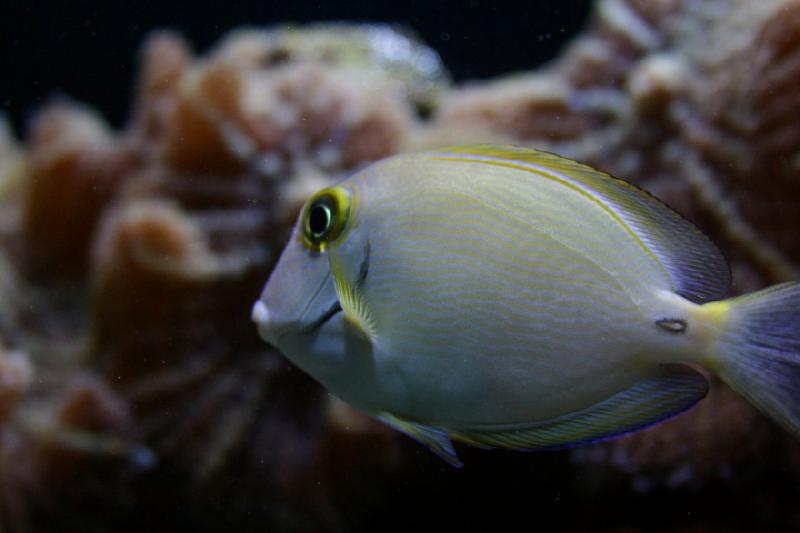 2007-09-01 11:24:48 ** Aquarium, Seattle ** Fish.